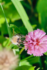 Bumblebee is actively pollinating a wildflower in a lush meadow