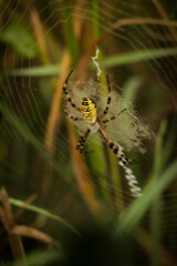 Yellow black garden spider on spiderweb in grass field. Close up of wild insect in European grassland farmland. Selective focus, shallow depth of field vertical portrait photo. 