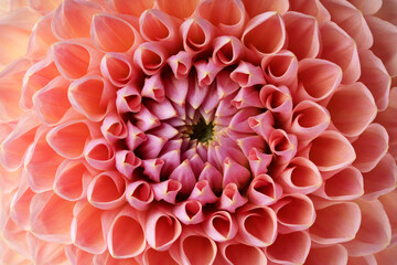 A close-up of a delicate dahlia with pink petals.