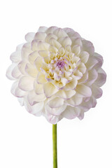 White dahlia with a delicate purple hue on a white background.