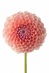 Close-up of a pink dahlia on a white background.