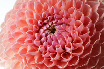 A close-up of a delicate dahlia with pink petals.