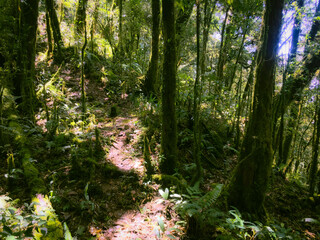 Meratus Mountains Highland Forest Floor, Tropical Rainforest of Borneo, Indonesia.