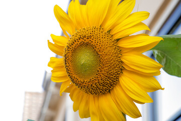 Sunflower blooming in residential neighborhood, bright yellow flower with houses in background.