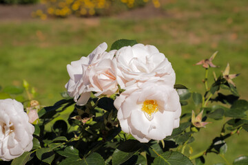 Aesthetic light pink rose flower in garden. Blooming pink flowers. Wildflower nature photography. 