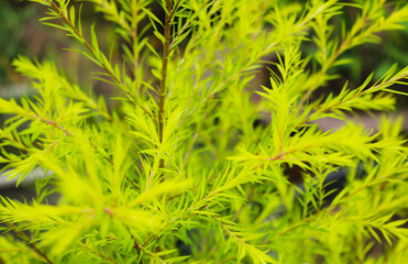 Close-up of Crepe Myrtle Flower (Lagerstroemia indica) in Bloom with Buds