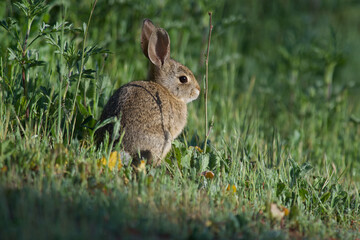 Fototapeta premium Cottontail rabbit, Southern California