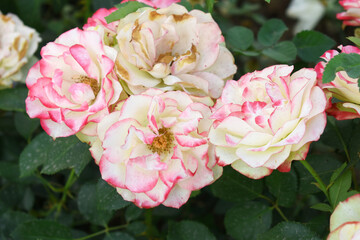 Beautiful red white rose flower closeup in garden, A very beautiful red white rose flower bloomed on the rose tree, Rose flower closeup, bloom flowers, Natural spring flower floral background