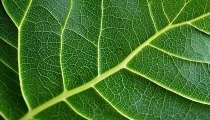 Obraz premium A Beautiful Close-Up of a Green Leaf, Showcasing Its Intricate Texture and Natural Veins in Detail