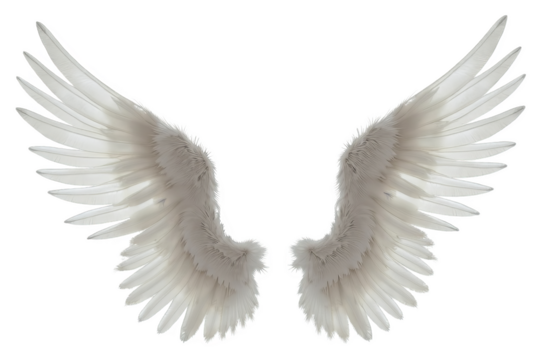 Angelic white feathered wings isolated on transparent background, symbolic of spirituality, freedom, and divinity