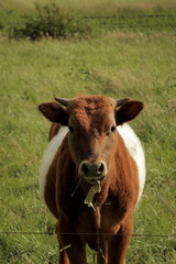 Cow looking into camera. Cettle in field relaxing grass farmland nature landscape.