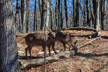 The white-tailed deer or Virginia deer (Odocoileus virginianus)