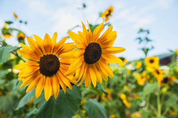 Bright annual sunflowers of Vincent's Choice blooming in a sunny field