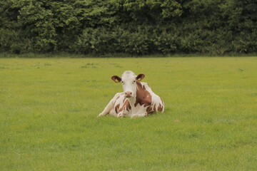 Brown cow laying down in a field. Farm animal relaxing in grass meadow farmland.