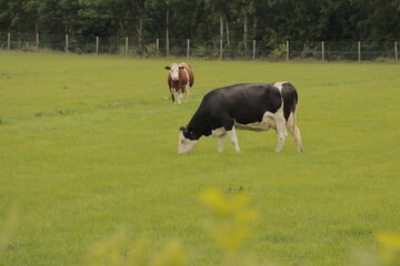 Cow grazing in grass field. Cattle in farmland relaxing eating food Dutch countryside landscape