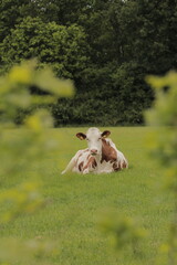 Cow laying down, relaxing in grass field meadow farmland nature landscape with green bushes on the side.