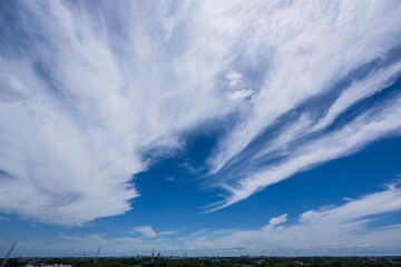 夏空いっぱいに流れる巻雲