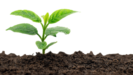 A Vibrant Green Seedling Emerging from Dark, Fertile Soil with Dew Drops on its Leaves, Symbolizing Growth, Renewal, and the Power of Nature's Healing on transparent background