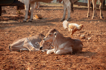 Two young calves resting on dry brown soil in a rustic farm setting, with chickens and other cattle in the background