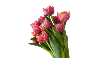 Fototapeta premium bouquet of pink tulips isolated 