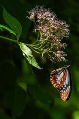 ヨツバヒヨドリの蜜を吸うアサギマダラ