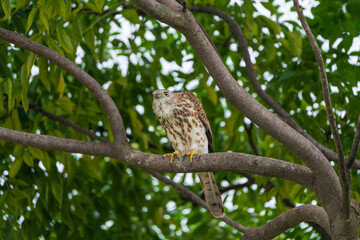 Shikra (Accipiter badius) perched gracefully on a tree branch, showing its sharp eyes and elegant plumage, a common bird of prey found across Asia.