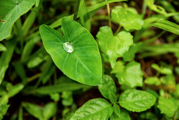 Close-Up Of Green Leaves With Dew Drop On Leaf In Lush Garden Scene