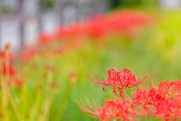 秋の訪れを告げる彼岸花の群生風景