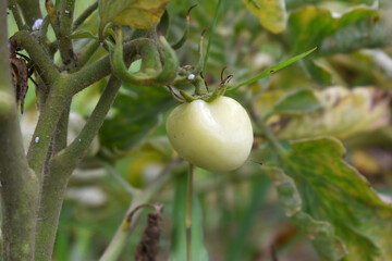 ripe oranges on tree, close-up of a beautiful orange tree with orange, fruit hanging on a tree, Close-up of ripe oranges hanging on a tree in an orange plantation garden, Chakwal, Punjab, Pakistan
