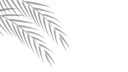 Realistic shadow of palm leaf isolated on white background. Decorative design elements for Summer products. Vector transparent palm leaves shadow. Creative overlay effect for mockup