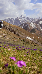 alpine meadow with flowers
