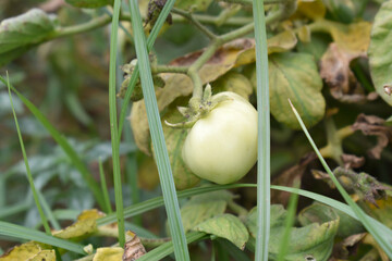 ripe oranges on tree, close-up of a beautiful orange tree with orange, fruit hanging on a tree, Close-up of ripe oranges hanging on a tree in an orange plantation garden, Chakwal, Punjab, Pakistan
