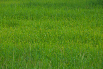 Rice landscape, green grass background. landscape from Thailand.