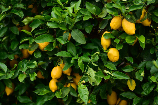 Close up Lemon fruit hanging on tree in lemon farm. Ripe yellow lemons on a tree in citrus garden in Italy. Banches of fresh lemons with green leaves.