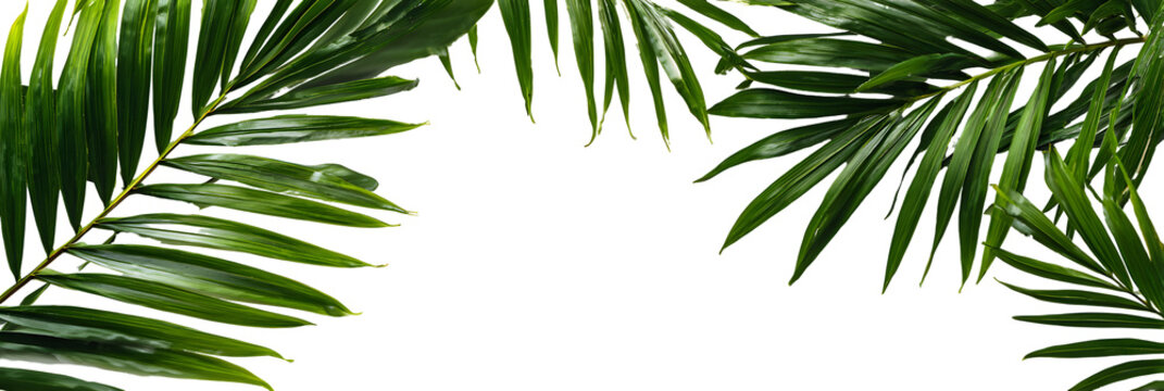Palm leaf tropical border green botanical frond summer natural detailed decor. Isolated on transparent background.

