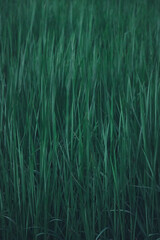 Rice landscape, green grass background. landscape from Thailand.