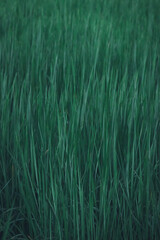 Rice landscape, green grass background. landscape from Thailand.