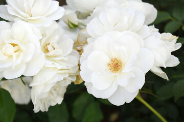 Beautiful white rose flower closeup in garden, A very beautiful white rose flower bloomed on the rose tree, Rose flower closeup, bloom flowers, Natural spring flower, Natural floral background,