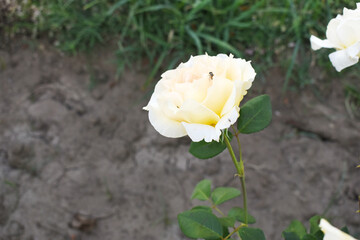 Beautiful white rose flower closeup in garden, A very beautiful white rose flower bloomed on the rose tree, Rose flower closeup, bloom flowers, Natural spring flower, Natural floral background,