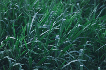Rice landscape, green grass background. landscape from Thailand.