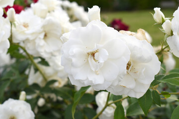 Beautiful white rose flower closeup in garden, A very beautiful white rose flower bloomed on the rose tree, Rose flower closeup, bloom flowers, Natural spring flower, Natural floral background,