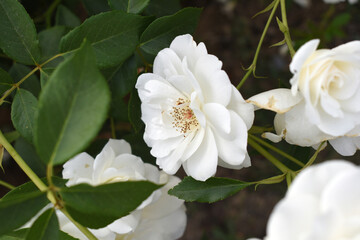 Beautiful white rose flower closeup in garden, A very beautiful white rose flower bloomed on the rose tree, Rose flower closeup, bloom flowers, Natural spring flower, Natural floral background,