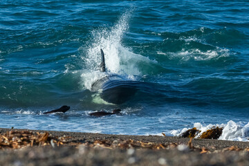 Obraz premium Killer Whale, Orca, hunting a sea lion pup, Peninsula Valdes, Patagonia Argentina