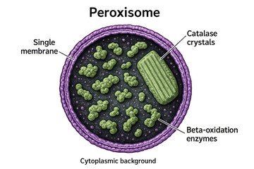Illustration of a Peroxisome Cell Organelle, Showing Single Membrane, Cytoplasmic Background, Beta-Oxidation Enzymes, and Catalase Crystals