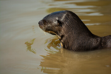 Giant river otter ,Pteronura brasiliensis, Endangered specie,Cuiab&aacute; River,Pantanal, Mato Grosso, Brazil