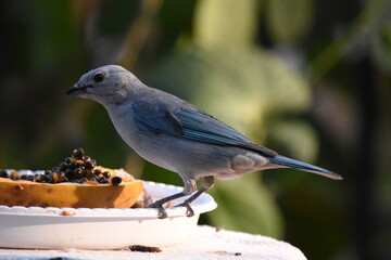 Sayaca tanager
