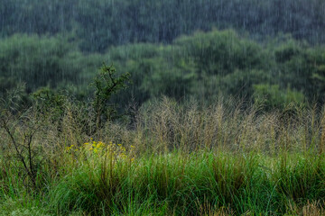 Raindrops in the Calden forest, La Pampa Province, Patagonia, Argentina.
