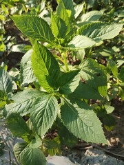 plant in a rural garden