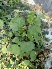 plant in a rural garden