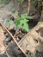 plant in a rural garden